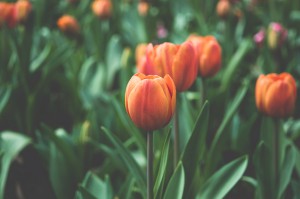 Planering räddar blommorna under semestern