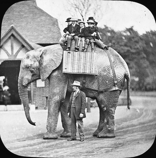 Barn rider på elefant